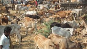 bakrid-fest-rs-3-crore-sales-on-pollachi-cattle-market