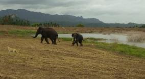 villagers-fear-wild-elephants-entering-agricultural-lands-near-pennagaram