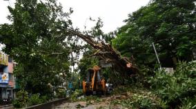 2302-unsafe-trees-in-chennai-corporation