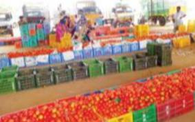 once-again-tomato-price-increase-farmers-are-hopeful-that-prices-will-rise