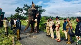 kumki-elephant-arrive-to-capture-a-wild-elephant
