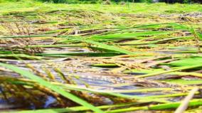 mudikondan-river-shutter-issue-200-acre-paddy-field-filled-with-water