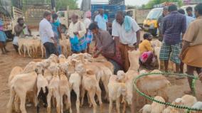 bakreet-goat-trading-in-morpalayam-market-kanajore-rs-sale-of-goats-up-to-2-crores