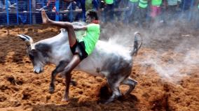 jallik-kattu-ground-on-66-acres-in-madurai-special-feature-tamil-nadu-sport