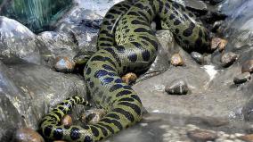 brazil-anaconda-came-out-of-water-and-bit-videographer-on-boat