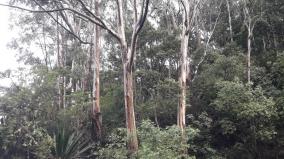 16000-hectares-of-invasive-trees-in-dindigul-kodaikanal-forest-removal-work-soon
