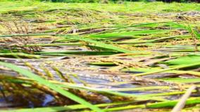 kollidam-river-flood-overflow-damage-to-crops-cultivated-along-the-river-banks-side