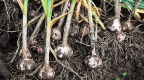nilgiris-garlic-crop-damaged-on-rain