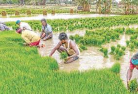 short-duration-paddy-cultivation-has-exceeded-the-target