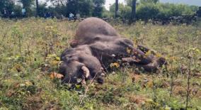elephant-killed-by-electric-fence-in-kolathur-forest-officials-investigate