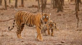 329-tigers-died-in-last-3-years-in-india