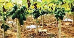 farmers-interested-on-use-rain-water-to-natural-farm-papaya-cultivation-on-uthangarai