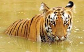 the-number-of-tigers-in-india-has-crossed-3-thousand