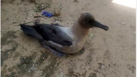 light-mantled-albatross-bird-found-at-rameswaram-only-live-in-antartica