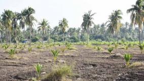 tamil-nadu-government-is-planning-to-transfer-coconut-cultivation-to-the-horticulture-department
