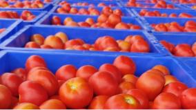 one-kilo-tomato-rs-10-sale-farmers-suffered-losses-due-to-fall-prices