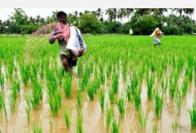 there-is-no-crop-insurance-for-short-duration-paddy-for-tamil-nadu