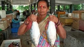 rare-pulasa-fish-2-caught-on-yanam-and-auctioned-for-rs17000