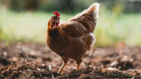 does-eating-broiler-chicken-cause-problems-doctors-advice