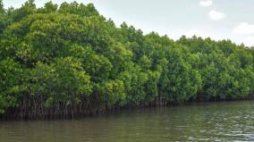 why-mangroves-are-so-important-an-overview