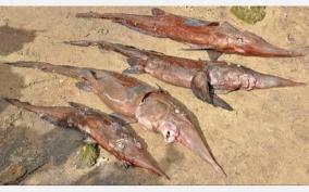 trunk-fishes-power-boat-fishermens-net-trapped-on-gulf-of-mannar-sea-area