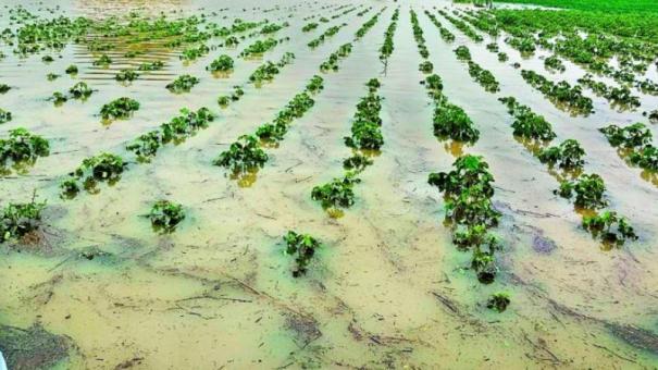 Heavy Rain Radish crop Damage on Field: Farmer Worrying