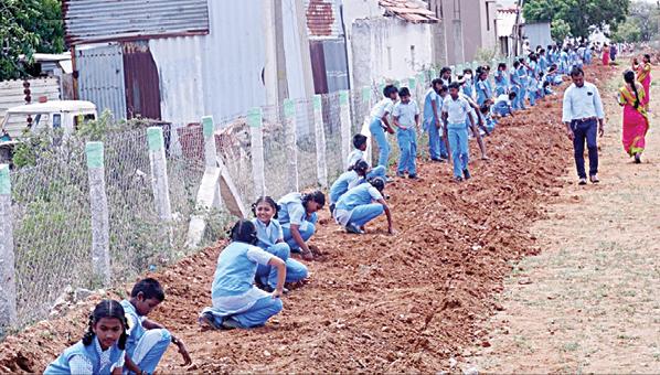 School students planted 7,500 palm seeds