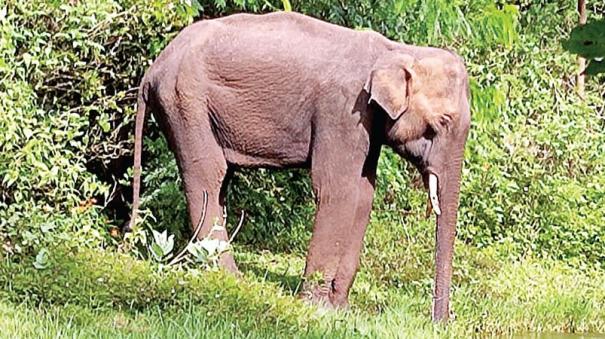 A sick elephant