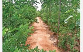 mini-forest-to-protect-the-environment-dindigul-is-a-role-model-on-tn