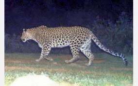 kotagiri-child-killed-leopards-movement-recording-on-surveillance-camera