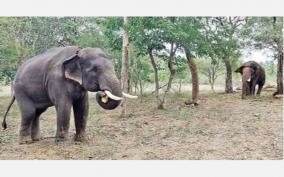 health-worrying-elephant-on-anaikatti-kumki-on-ready-position-to-caught-and-give-treatment