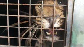a-leopard-trapped-in-a-cage-killed-a-girl-in-kothagiri-s-arakkadu-tea-estate