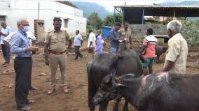 acid-attack-on-grazing-cows-intensive-care-police-investigation