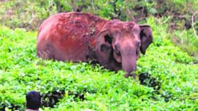 wild-elephant-falling-into-septic-tank-and-dies