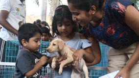 social-dogs-also-include-in-the-national-dog-show