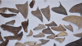 shark-fins-smuggling-to-china-increased-sharks-counting-reduced-on-tn-sea-breeze