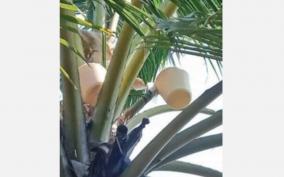 coconut-production-companies-closed-in-tn-due-to-strict-restrictions-to-production-neera