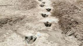 dinosaur-tracks-revealed-in-texas