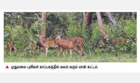 mudumalai-turns-into-green-of-continuous-rain-animals-roaming-around-the-road-side