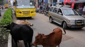 temple-cattle-a-menace-on-several-roads