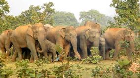 12-elephants-survived-due-to-the-ingenuity-of-the-train-driver