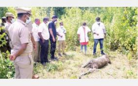 did-a-male-leopard-starve-to-death-near-pernambut-district-forest-officer-explanation