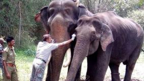 mudumalai-moorthy-kumki-elephants-retired-today