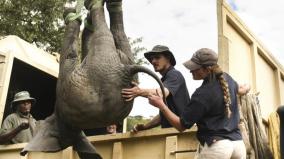 zimbabwe-moving-wild-animals-internally-in-country-due-to-drought-climate-change