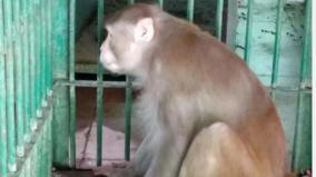 drunk-monkey-gets-life-behind-bars-for-attacking-250-humans-at-uttarpradesh