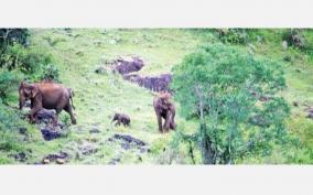 forest-department-reunited-the-baby-elephant-which-had-been-separated-for-3-days-with-its-mother-on-mudumalai