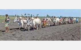 bullocks-on-hire-on-palani-for-traditional-plowing-rs-3-000-per-day