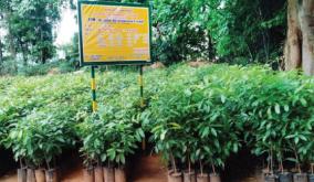 4-lakh-saplings-ready