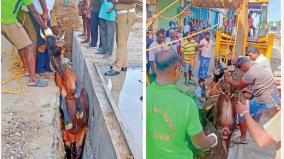 cow-stuck-in-rainwater-drainage