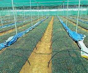 chilli-cultivation-in-2-300-acres